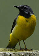 Grey Wagtail