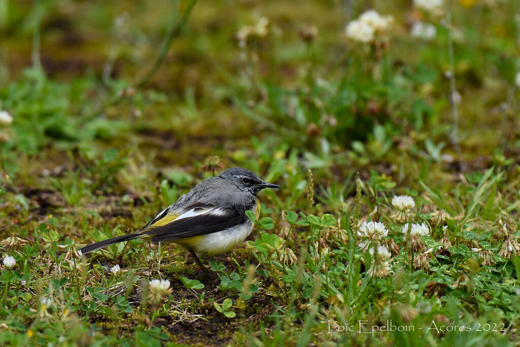 Grey Wagtail