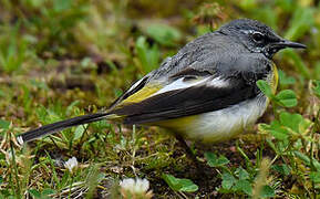 Grey Wagtail