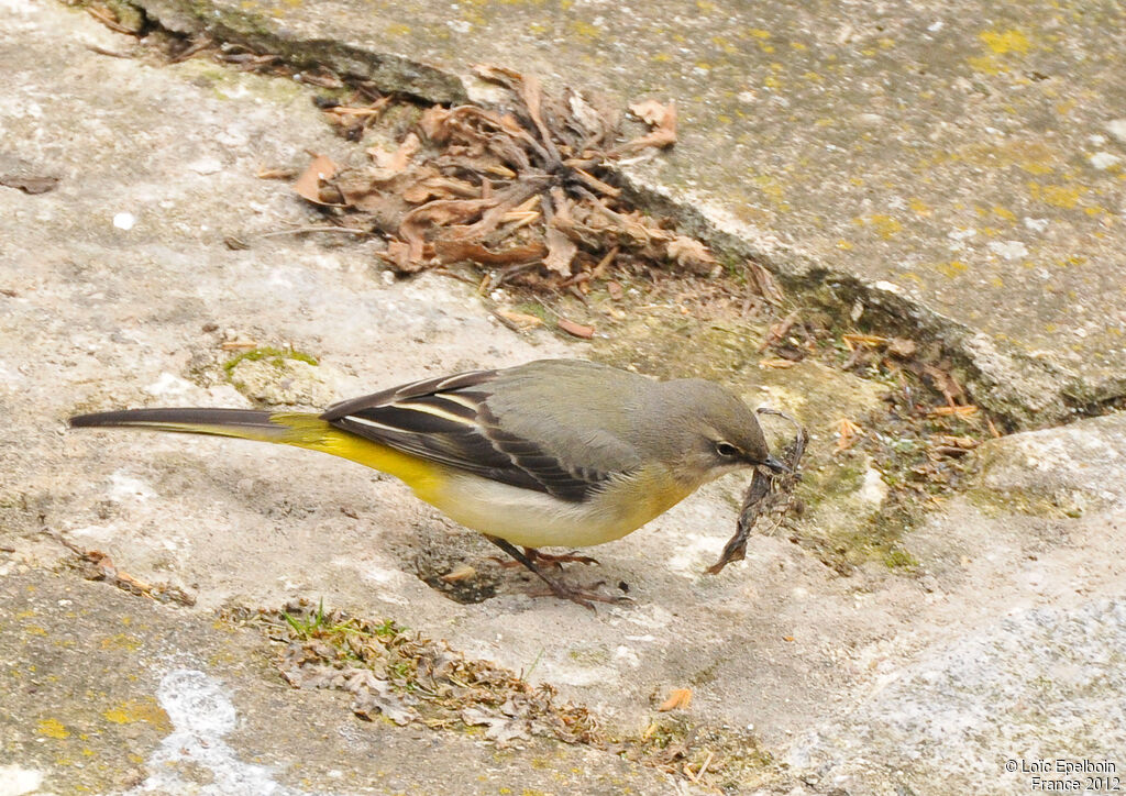 Bergeronnette des ruisseaux