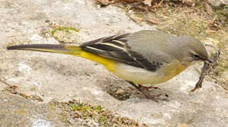 Grey Wagtail