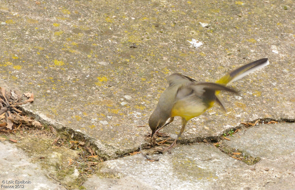 Grey Wagtail