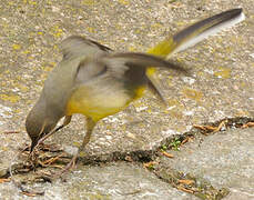 Bergeronnette des ruisseaux