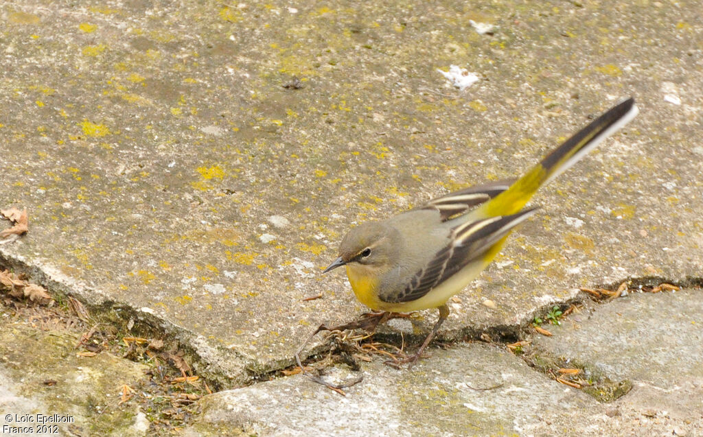 Bergeronnette des ruisseaux