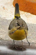 Grey Wagtail