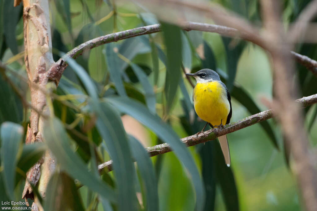 Grey Wagtail male adult post breeding, close-up portrait