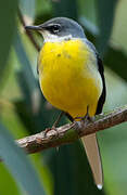 Grey Wagtail