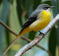 Grey Wagtail