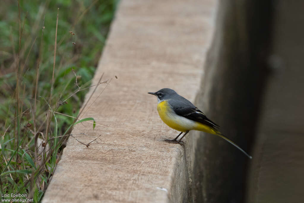 Grey Wagtailadult, identification