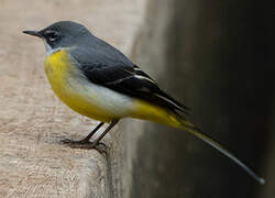 Grey Wagtail