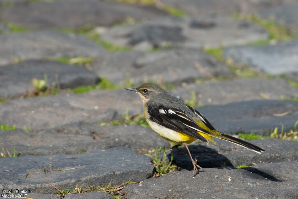 Grey Wagtail