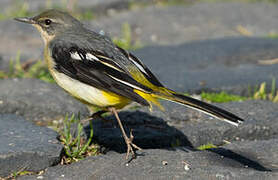 Grey Wagtail