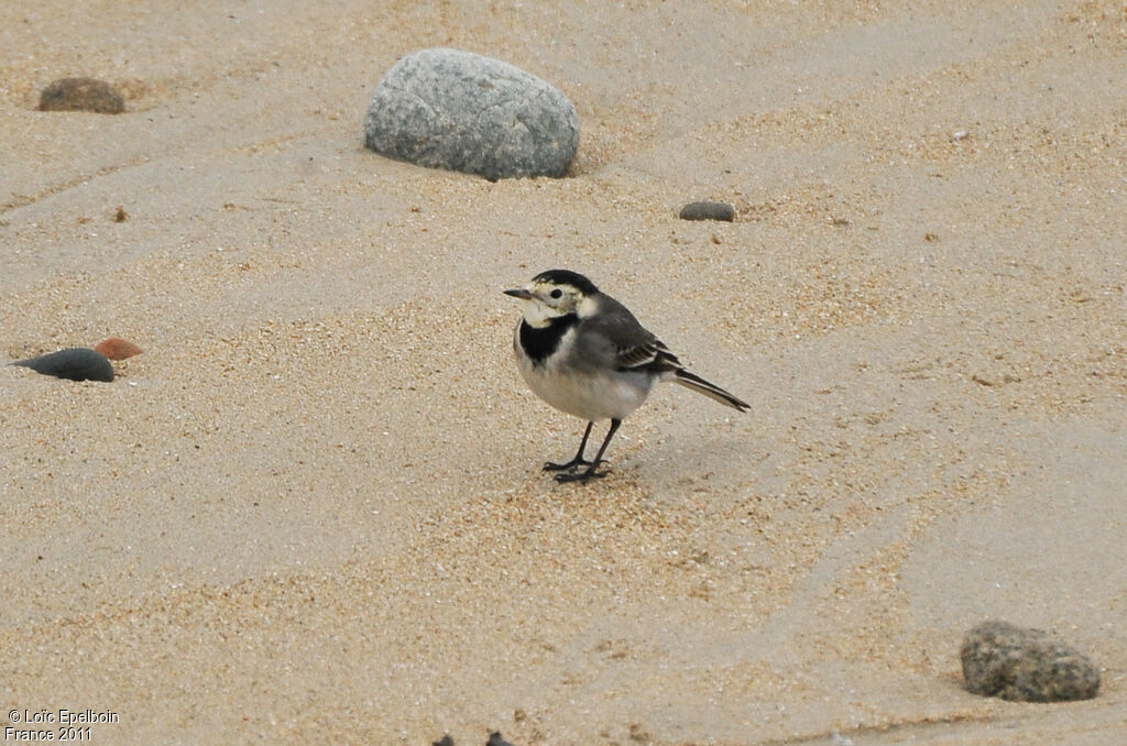 White Wagtail