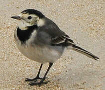 White Wagtail