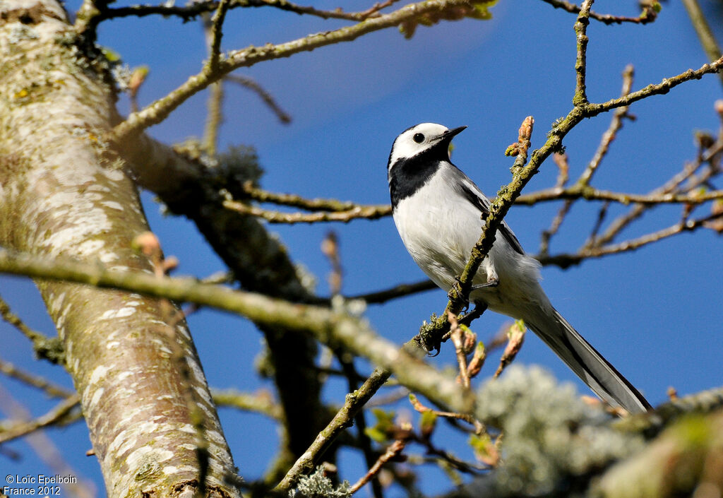 White Wagtail