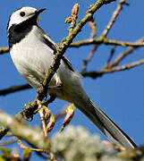 White Wagtail