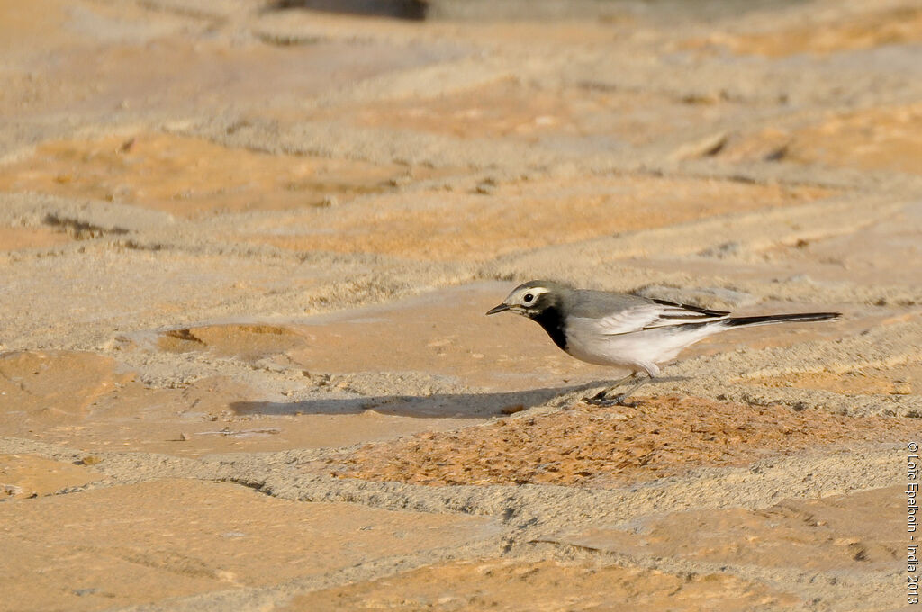 White Wagtail