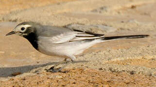 White Wagtail