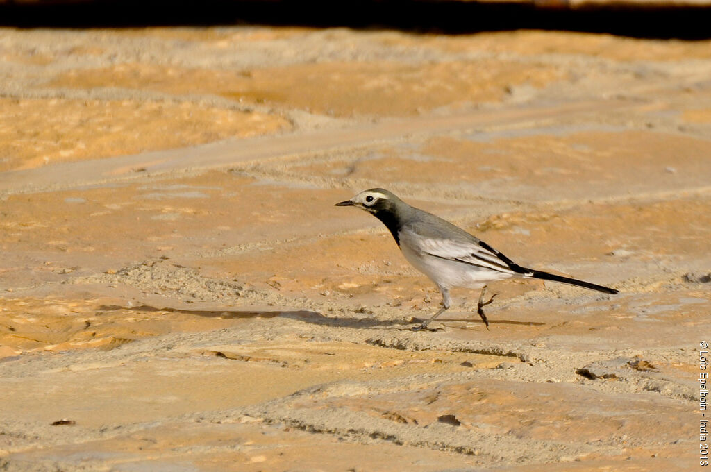 White Wagtail