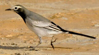 White Wagtail