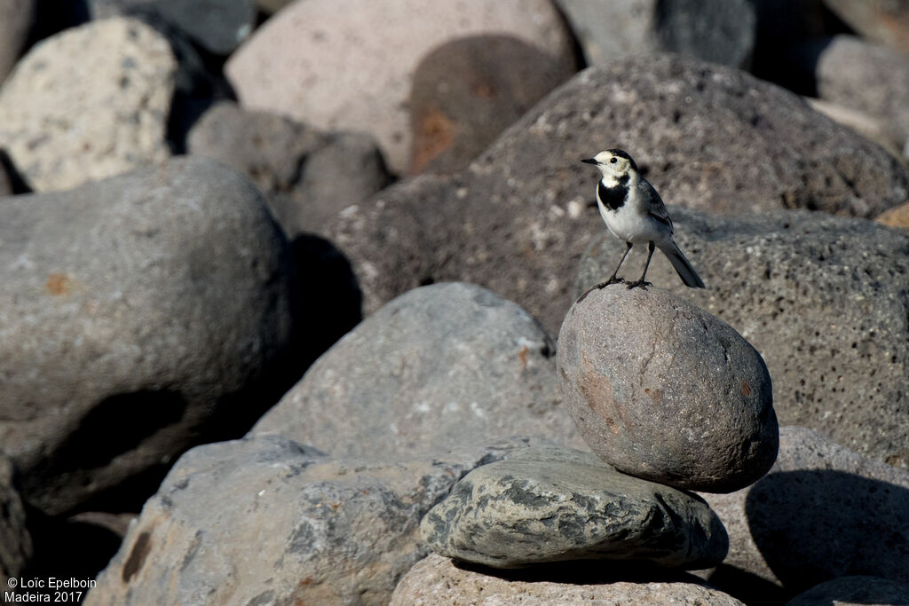 White Wagtail