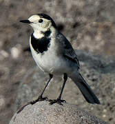 White Wagtail