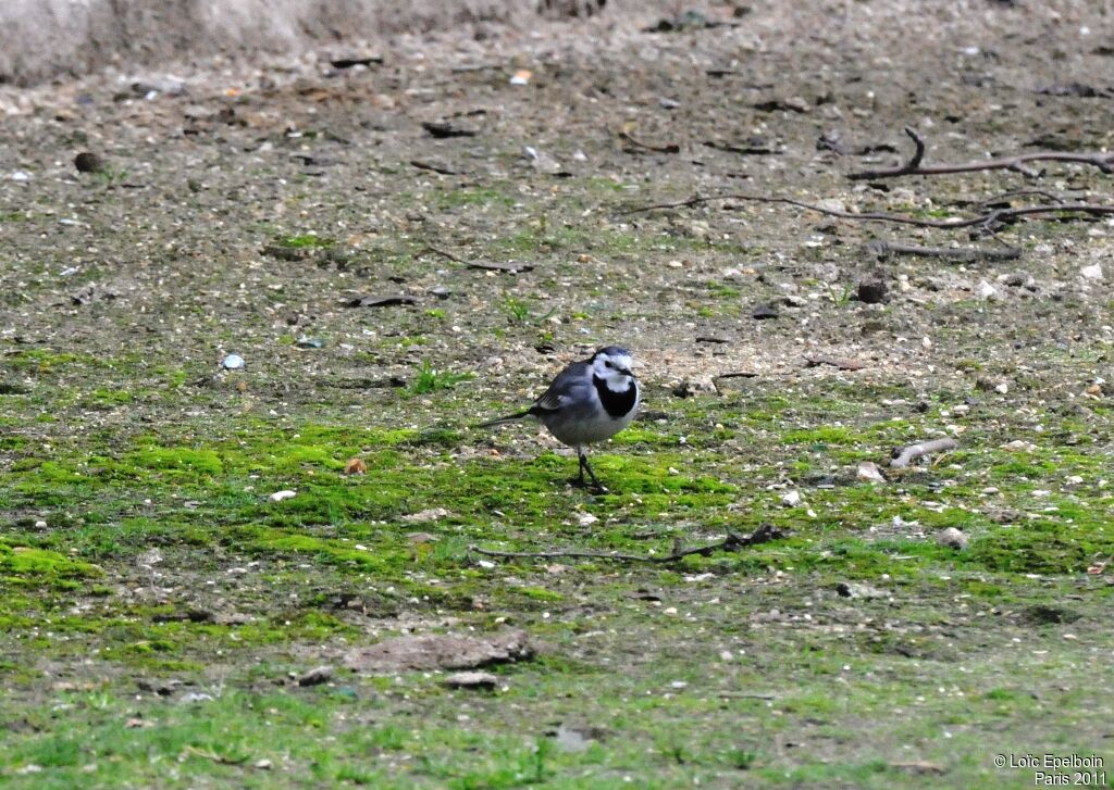 White Wagtail