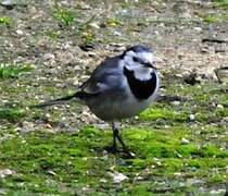 White Wagtail