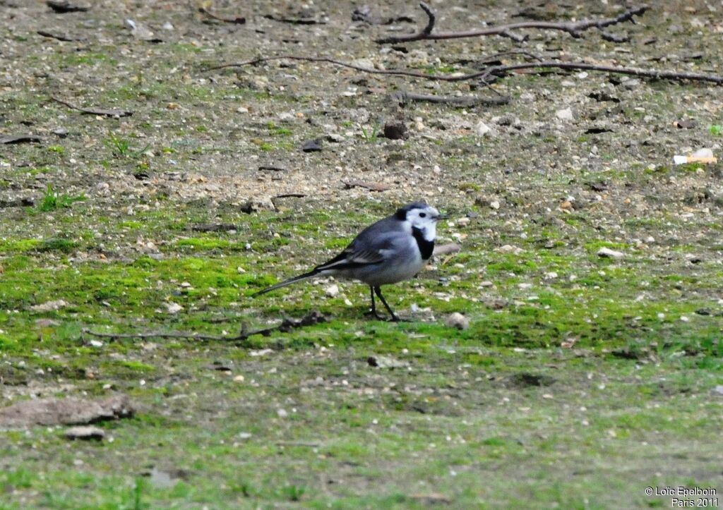 White Wagtail