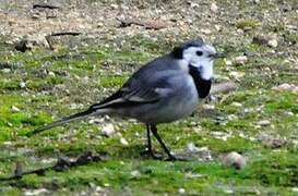 White Wagtail