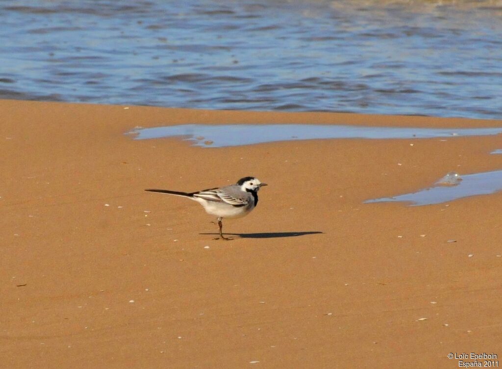 White Wagtail