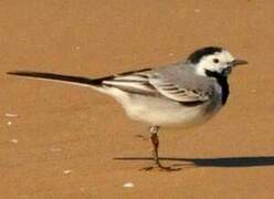 White Wagtail