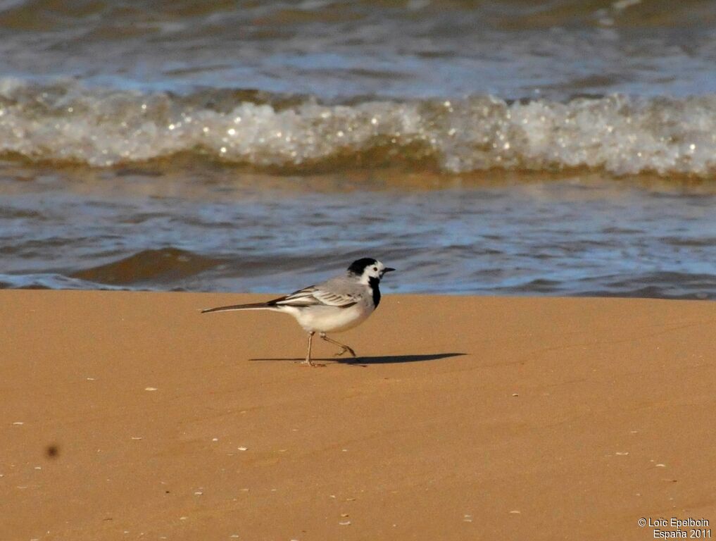 White Wagtail