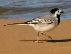 White Wagtail