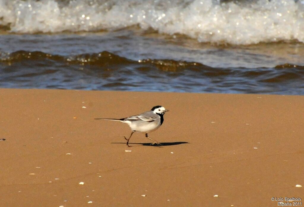 White Wagtail