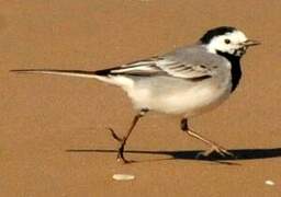 White Wagtail