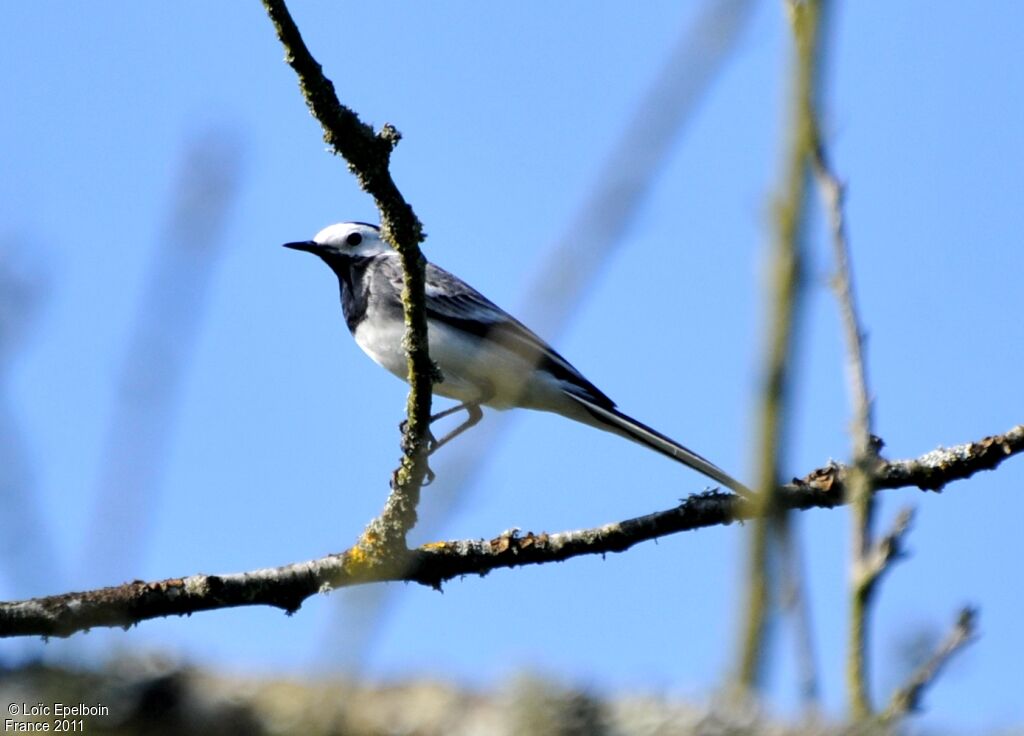 White Wagtail