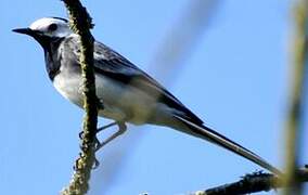 White Wagtail