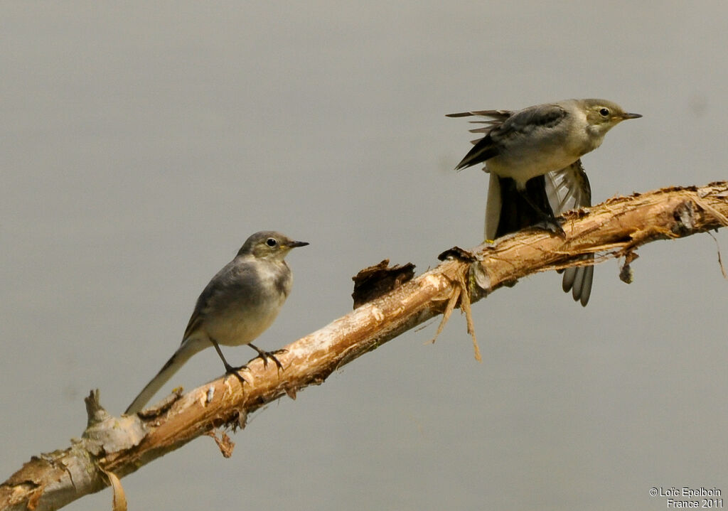 White Wagtail