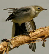 White Wagtail