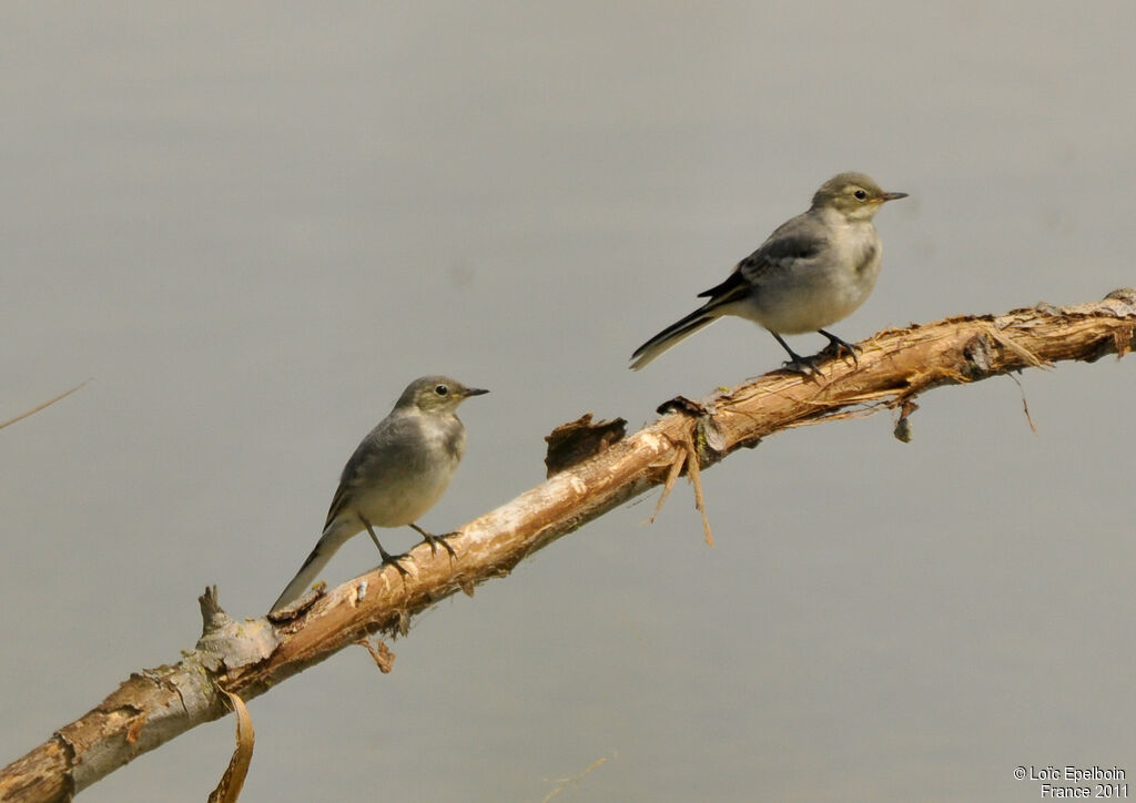 White Wagtail