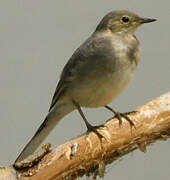 White Wagtail