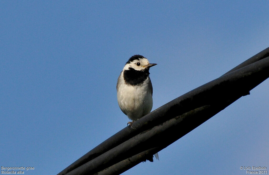 White Wagtail