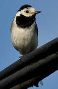 White Wagtail