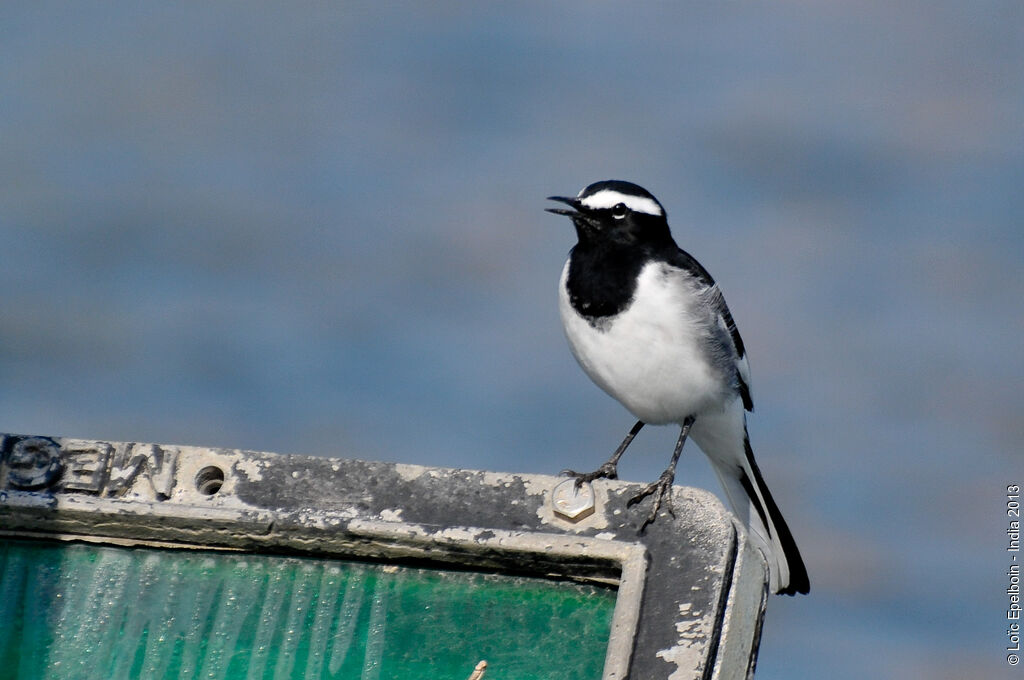 White-browed Wagtail