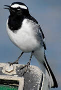 White-browed Wagtail