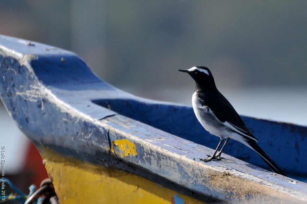 White-browed Wagtail