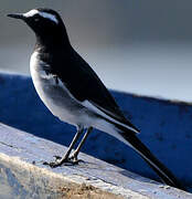 White-browed Wagtail