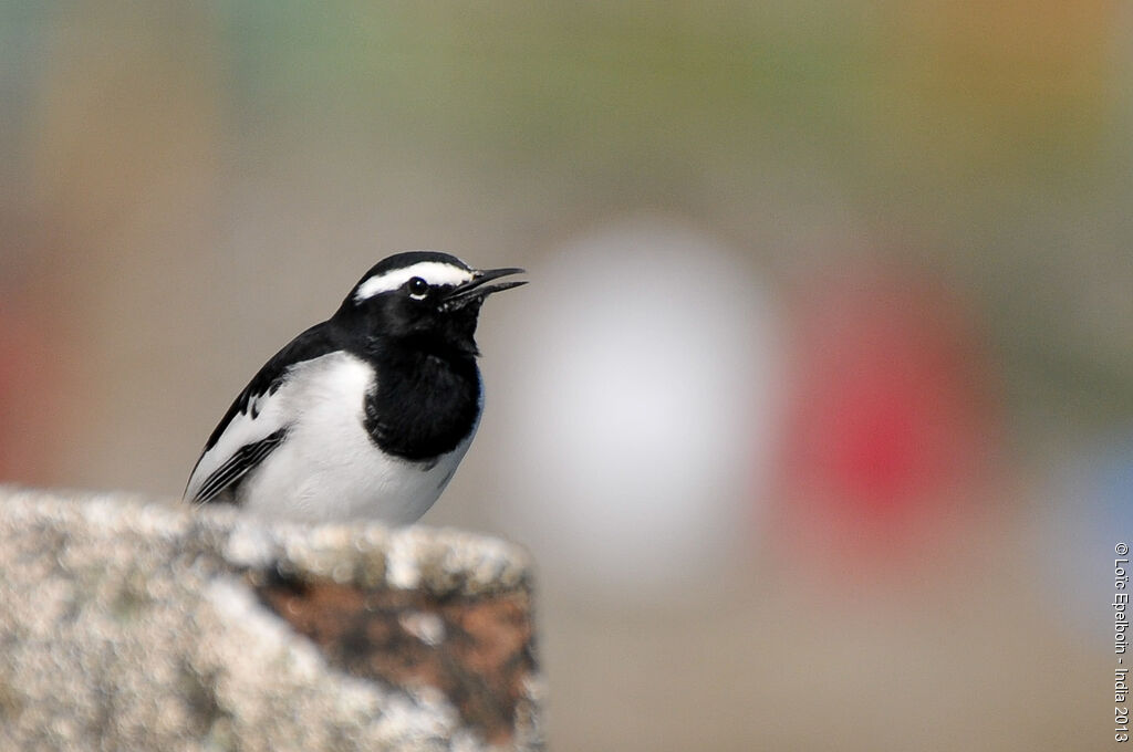 White-browed Wagtail