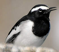 White-browed Wagtail